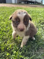 Grit, a female Australian Shepherd for sale in Lumberton, MS – Photo 2 of 6