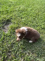 Grit, a female Australian Shepherd for sale in Lumberton, MS – Photo 4 of 6