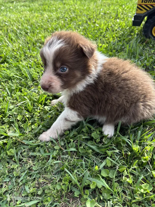 Grit – Australian Shepherd puppy for sale in Lumberton, MS