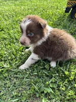 Grit, a female Australian Shepherd for sale in Lumberton, MS – Photo 1 of 6