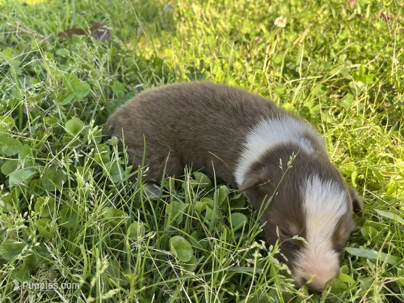 Boy 1 – Australian Shepherd puppy for sale in Lumberton, MS