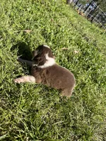 Boy 1, a female Australian Shepherd for sale in Lumberton, MS – Photo 2 of 2