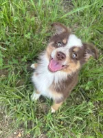 Sissy, a female Australian Shepherd for sale in Lumberton, MS – 1 of 7