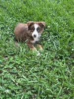 Bruce, a male Australian Shepherd for sale in Lumberton, MS – 3 of 4