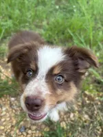 Sissy, a female Australian Shepherd for sale in Lumberton, MS – 2 of 7