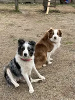 TY, a male Australian Shepherd for sale in Lumberton, MS – 4 of 5