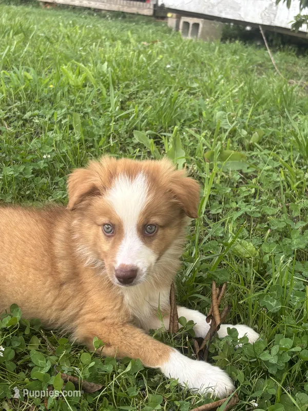 Skip – Miniature Australian Shepherd puppy for sale in Lumberton, MS