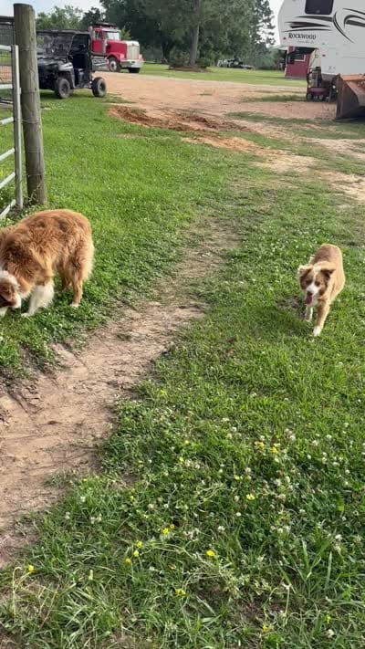 Sissy, a female Australian Shepherd for sale in Lumberton, MS – 7 of 7