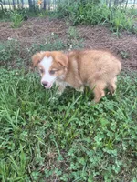 Skip, a female Miniature Australian Shepherd for sale in Lumberton, MS – 4 of 5