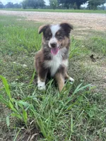 Sissy, a female Australian Shepherd for sale in Lumberton, MS – 5 of 7