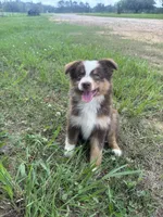 Sissy, a female Australian Shepherd for sale in Lumberton, MS – 6 of 7