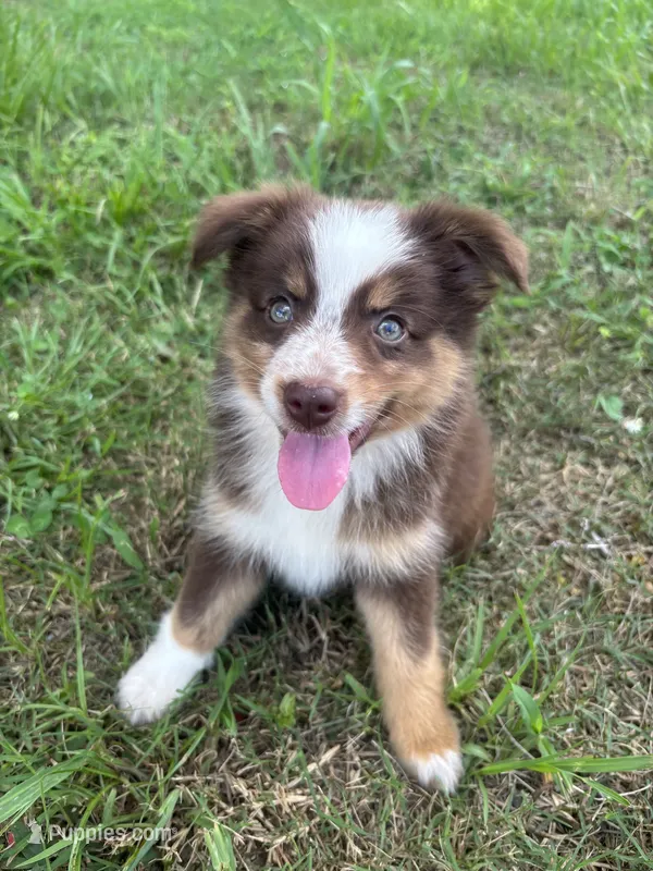 Sissy – Miniature Australian Shepherd puppy for sale in Lumberton, MS