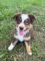 Sissy, a female Miniature Australian Shepherd for sale in Lumberton, MS – 1 of 7