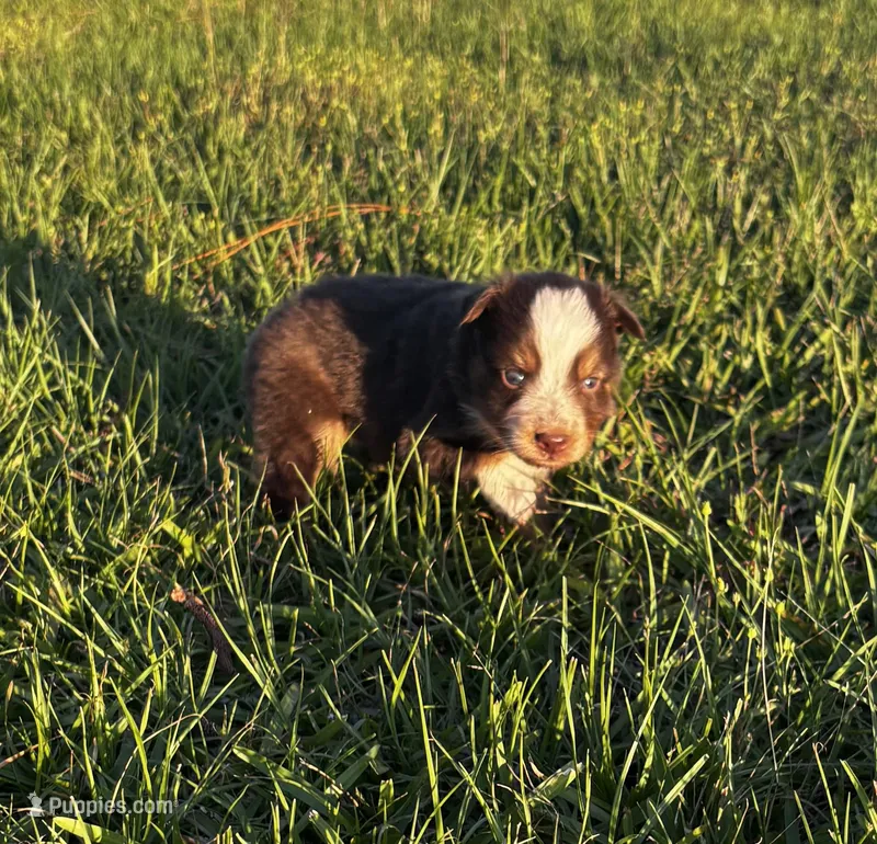 Red blaze female – Australian Shepherd, Miniature Australian Shepherd puppy for sale in Lumberton, MS