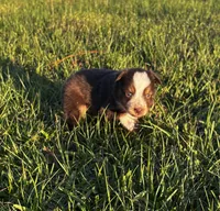 Red blaze female, a female Australian Shepherd and Miniature Australian Shepherd for sale in Lumberton, MS – Photo 1 of 3