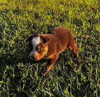 Red blaze female, a female Australian Shepherd and Miniature Australian Shepherd for sale in Lumberton, MS – Photo 3 of 3