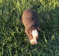 Red blaze female, a female Australian Shepherd and Miniature Australian Shepherd for sale in Lumberton, MS – Photo 2 of 3