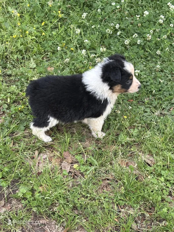 Fancy – Australian Shepherd puppy for sale in Lumberton, MS
