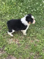 Fancy, a female Australian Shepherd for sale in Lumberton, MS – Photo 1 of 8