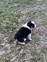 Fancy, a female Australian Shepherd for sale in Lumberton, MS – Photo 7 of 8