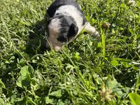 Girl 4, a female Australian Shepherd for sale in Lumberton, MS – Photo 2 of 2