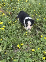 Fancy, a female Australian Shepherd for sale in Lumberton, MS – Photo 2 of 8