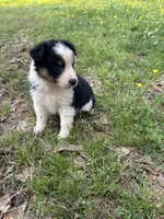 Fancy, a female Australian Shepherd for sale in Lumberton, MS – Photo 6 of 8