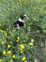 Fancy, a female Australian Shepherd for sale in Lumberton, MS – Photo 5 of 8