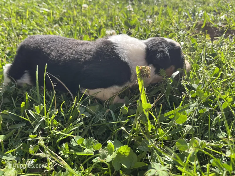 Girl 4 – Australian Shepherd puppy for sale in Lumberton, MS