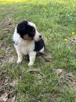 Fancy, a female Australian Shepherd for sale in Lumberton, MS – Photo 4 of 8
