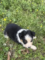 Fancy, a female Australian Shepherd for sale in Lumberton, MS – Photo 3 of 8