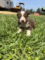 Ella, a female Miniature Australian Shepherd for sale in Lumberton, MS – Photo 2 of 4