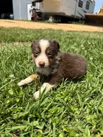Ella, a female Miniature Australian Shepherd for sale in Lumberton, MS – Photo 4 of 4