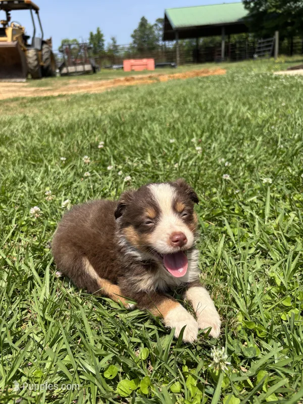 Ella – Miniature Australian Shepherd puppy for sale in Lumberton, MS