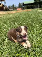 Ella, a female Miniature Australian Shepherd for sale in Lumberton, MS – Photo 1 of 4