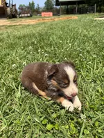 Ella, a female Miniature Australian Shepherd for sale in Lumberton, MS – Photo 3 of 4
