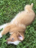  Skip, a male Australian Shepherd for sale in Lumberton, MS – 6 of 6