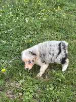 Azul, a female Australian Shepherd for sale in Lumberton, MS – Photo 3 of 7