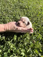 Girl 1, a female Australian Shepherd for sale in Lumberton, MS – Photo 2 of 2