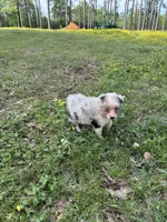 Azul, a female Australian Shepherd for sale in Lumberton, MS – Photo 5 of 7