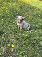 Azul, a female Australian Shepherd for sale in Lumberton, MS – Photo 7 of 7