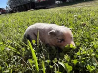 Girl 1, a female Australian Shepherd for sale in Lumberton, MS – Photo 1 of 2