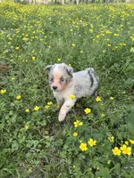 Azul, a female Australian Shepherd for sale in Lumberton, MS – Photo 4 of 7