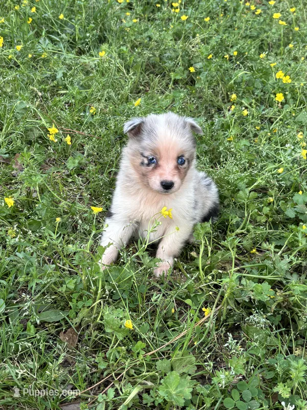 Azul – Australian Shepherd puppy for sale in Lumberton, MS