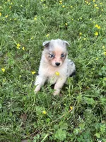 Azul, a female Australian Shepherd for sale in Lumberton, MS – Photo 1 of 7