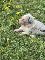 Azul, a female Australian Shepherd for sale in Lumberton, MS – Photo 2 of 7