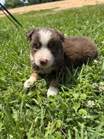 Bruce, a male Miniature Australian Shepherd for sale in Lumberton, MS – Photo 1 of 3