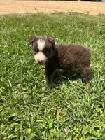Bruce, a male Miniature Australian Shepherd for sale in Lumberton, MS – Photo 3 of 3