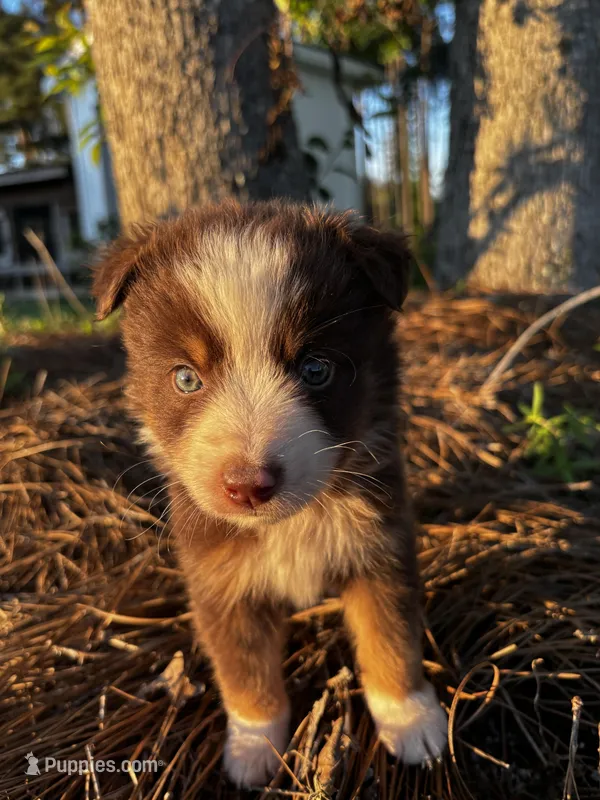 Bruce – Miniature Australian Shepherd puppy for sale in Lumberton, MS