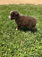 Bruce, a male Miniature Australian Shepherd for sale in Lumberton, MS – Photo 2 of 3